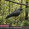 VicBre 6 PCS Crow Decoys Half Shell with Plastic Stake