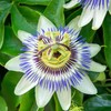 Passiflora Seeds - Packet - Blue/White Flower Seeds, Heirloom Seed,