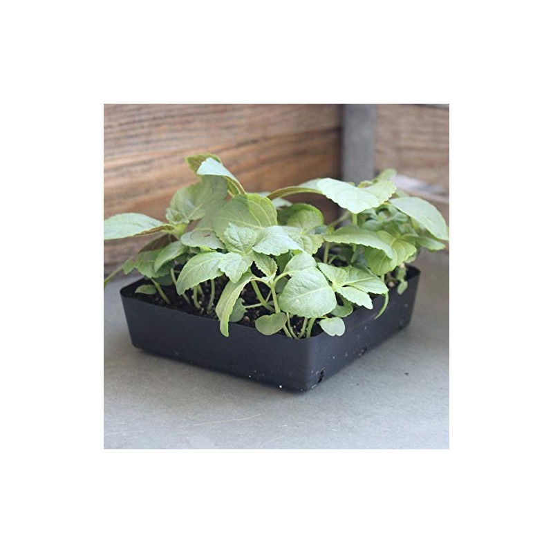 Shiso Seeds - Green - 1 Lb Bulk - Non-GMO