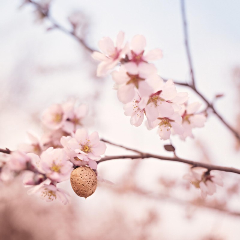 Weleda Italia Perineal Massage Oil - 50 ml