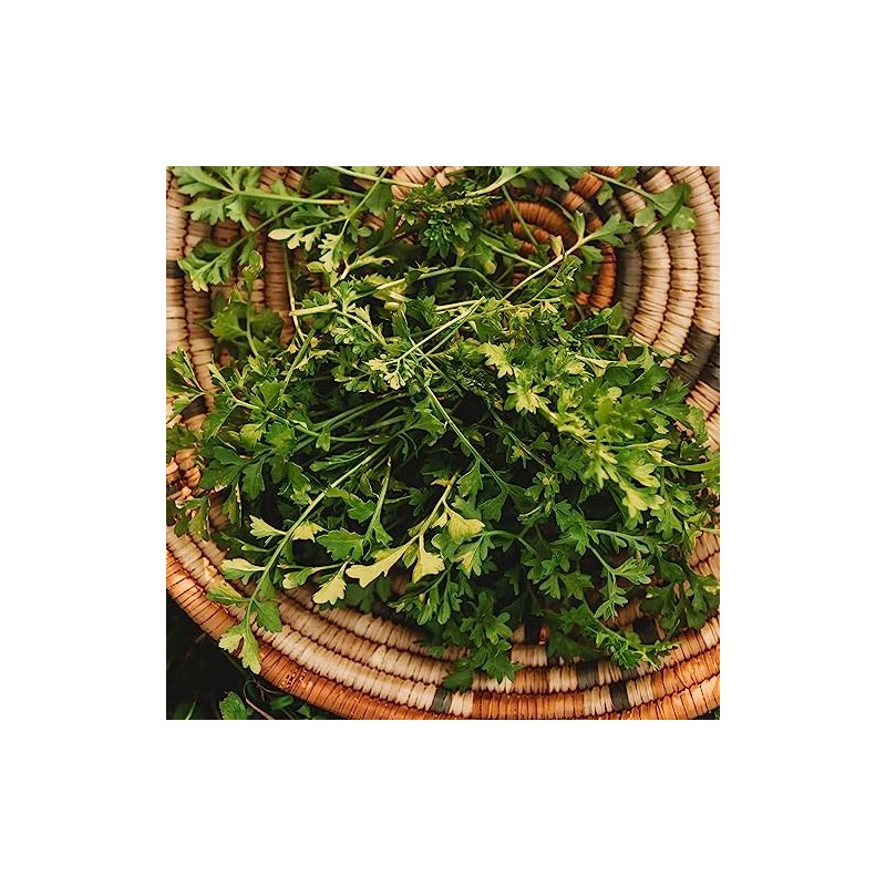 Garden Cress - 300Seeds - Heirloom & Open-Pollinated Variety, non-GMO