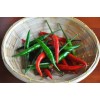 25 Semillas Exóticas De Chile Picante Thai Para Tu Huerto