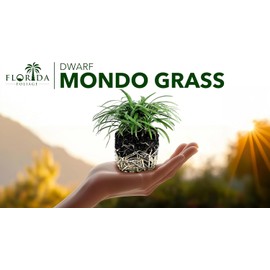 Dwarf Mondo Grass | 3 Large 4 Inch Pots | Ophiopogon Japonicus Nanus | Live Evergreen Shade Loving Groundcover