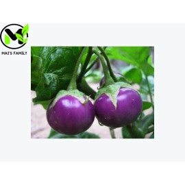 Mai's Family ROUND PURPLE  EGGPLANT Seeds ,  Cà Pháo Tím  {Organic} - 500