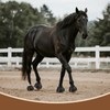 MANOPAWS 1 Pair Horse Bell Boots Protect Against Hoof Impact