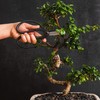 Professional Bonsai Butterfly Scissors | Pruning Shears for Trimming Plants