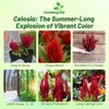 Outsidepride Scarlet Celosia Seeds - 1000 Pcs Annual Dwarf Weather-Resistant