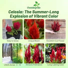 Outsidepride Scarlet Celosia Seeds - 1000 Pcs Annual Dwarf Weather-Resistant Flower Seeds for Planting Vibrant Plumes, Great for Containers, Borders, Pollinator-Friendly Gardens & House Plants