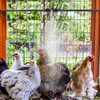 Chicken Coop Cooling System for Poultry - Pre-Installed No Leakage