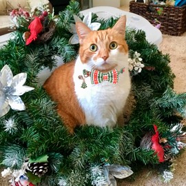 ADOGGYGO Christmas Cat Collar with Bowtie Bell - 2 Pack Red Green Cat Christmas Bowtie Collars, Pet Christmas Collars for Cat Kitten (Christmas)