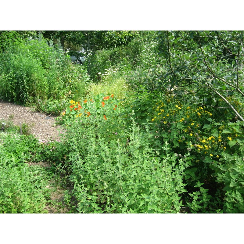 Nilsas Herbal Teas & Botanicals Catnip-for cats too! Fresh Dried