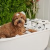 DOG by Dr. Lisa - Dog Wipes - Plant-Based, Natural