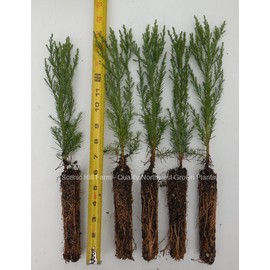 Tree 10 Giant Sequoia Trees - California Redwood -  Potted - 8"-12" Tall Seedlings