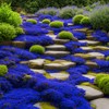 2000+ Rare Blue Creeping Thyme Seeds for Planting - Heirloom
