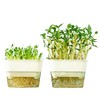 QISHENG - 4 Pack Microgreens Grow Kit,Soil-Free Cultivation Germination Tray,BPA-Free