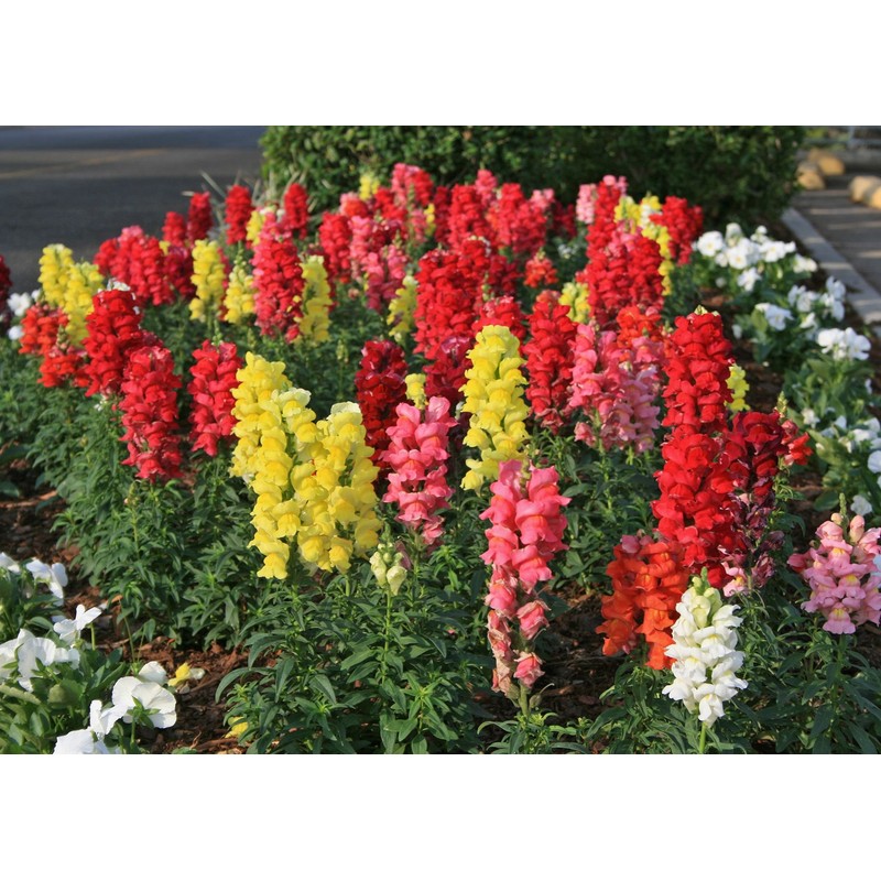 22Day Seeds: Seeds Snapdragon Magic Carpet Mix/Low Dwarf Annual Flowers