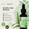 SSF Organics- Healing Comfrey Oil Concentrate. Natural Therapy for Joints,