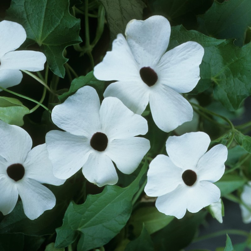 Park Seed White Black-Eyed Susan Vine Thunbergia – Elegant Black