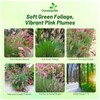 Outsidepride Rhynchelytrum Ruby Grass Seeds - 100 Pcs, Perennial Drought-Tolerant