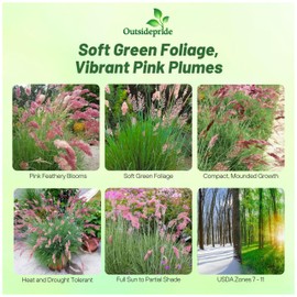 Outsidepride Rhynchelytrum Ruby Grass Seeds - 100 Pcs, Perennial Drought-Tolerant & Versatile Ornamental Grass with Ruby-Pink Blooms for Borders & Mixed Containers