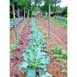 Little Seed Store 600+GEORGIA COLLARD GREENS Seeds Heirloom Vegetable Spring Fall Garden Container