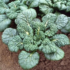 Chinese Cabbage Seeds - Yukina Savoy - 1 Oz ~8400 Seeds - Non-GMO, Heirloom - Asian Garden Vegetable & Microgreens