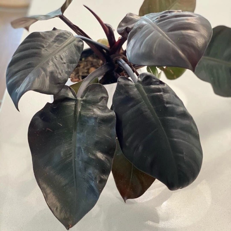 Wekiva Foliage Black Cardinal Philodendron - Live Plant in a