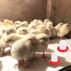 2PCS Chick Feeder,chicken Water Dispenser,chicken Feeders and Drinkers,Feed Water to