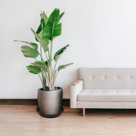 TIXIPEM 20IN Large Plastic Plant Saucer [4PCS] - Round Flower Drip Tray Use for Indoor Outdoor Garden Potted Plants - [Black] Plastic Plant Pot Saucer Water Trays