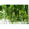 KIRA SEEDS - Cucumber Chinese Miracle - Open-Pollinated - Heirloom