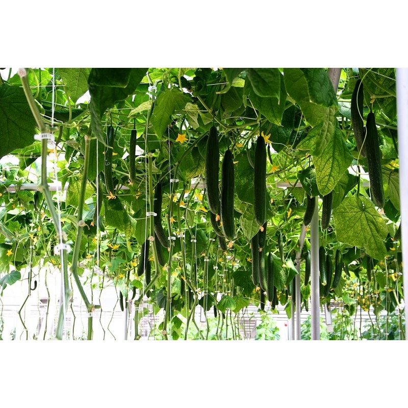 KIRA SEEDS - Cucumber Chinese Miracle - Open-Pollinated - Heirloom