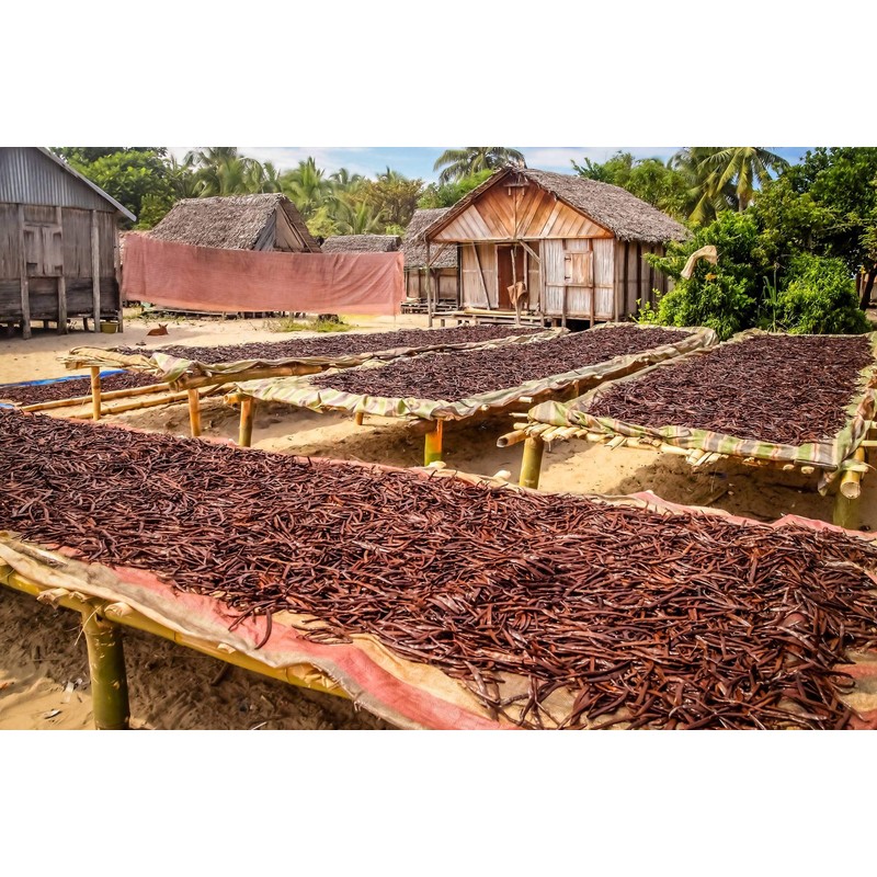 50 Vanilla Beans - Whole Gourmet Grade A Pods for