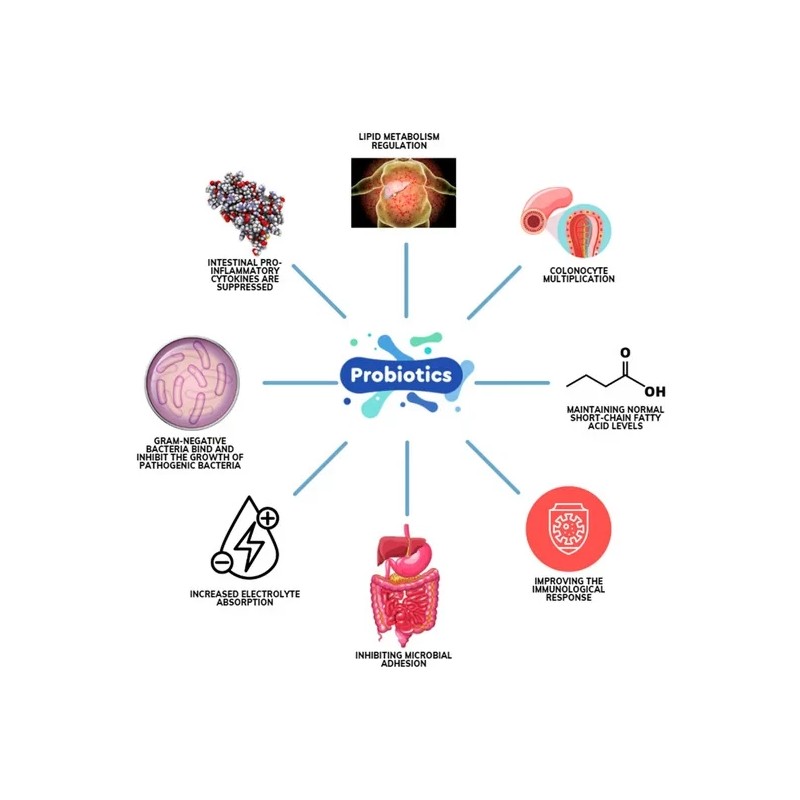 100 Billion Digestive Enzymes Probiotics & Prebiotics Gas Constipation Bloating