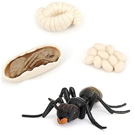 Ant Growth Cycle, Animal Growth Cycle Biological Model Toy Growth Stage Lifelike Ant Life Cycle Model Toy Set for Kids Education Insect Themed Party Favors
