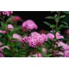Bloomin' Easy® Poprocks® Petite Spirea Spiraea Japonica 'Odessa' USPP#28508 (3