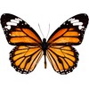 Monarch Butterfly Decal - 6" wingspan
