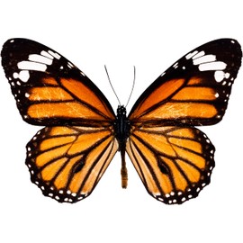 Monarch Butterfly Decal - 6" wingspan