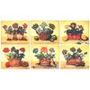 Lady Clare Auricula Coasters - Set of 6