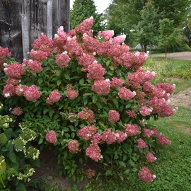 CHUXAY GARDEN Hydrangea Paniculata,Strawberry Hydrangea 80 Seeds Perennial Flowering Plant Great for Bicolour Flowers Spectacular Display
