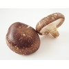 CEMEHA SEEDS - Shiitake Mushrooms Non GMO for Planting Mycelium