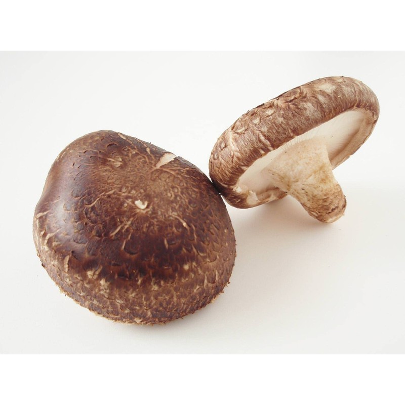 CEMEHA SEEDS - Shiitake Mushrooms Non GMO for Planting Mycelium