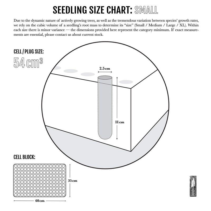 Sugar Pine | Small Tree Seedling | The Jonsteen Company