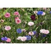 Dirt Goddess Super Seeds ~ Cornflower/Bachelor Button Seeds - Tall