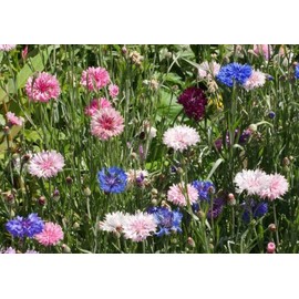 Dirt Goddess Super Seeds ~ Cornflower/Bachelor Button Seeds - Tall Mix Centaurea cyanus (1 lb) 90,000 Seeds Non GMO Bulk