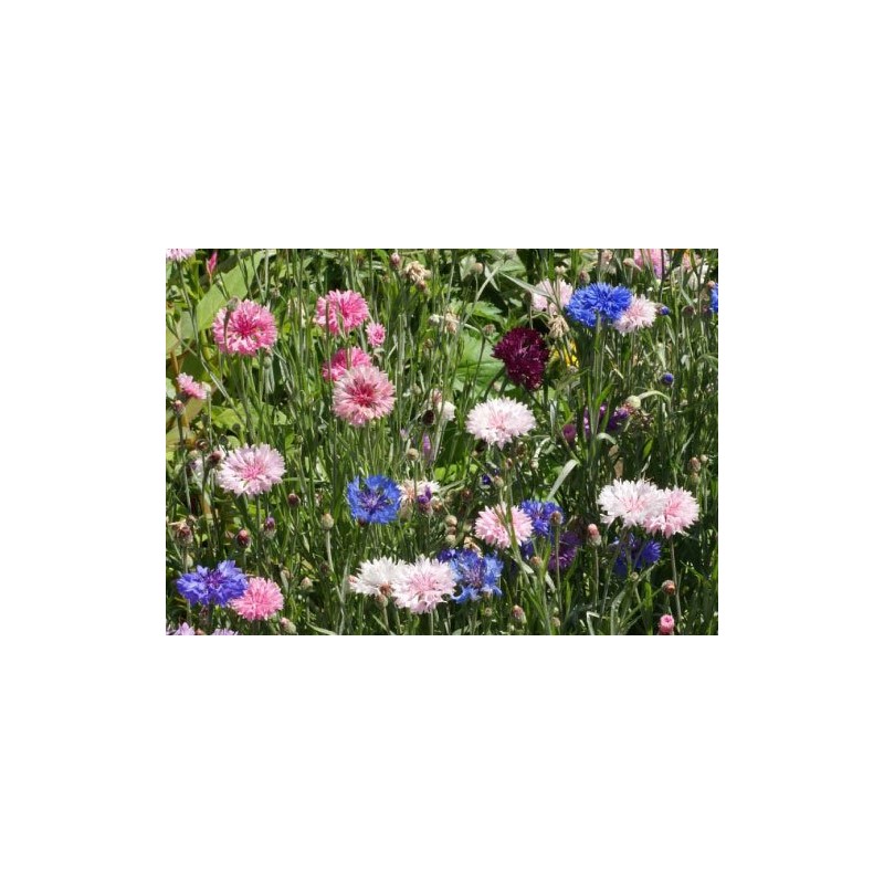 Dirt Goddess Super Seeds ~ Cornflower/Bachelor Button Seeds - Tall