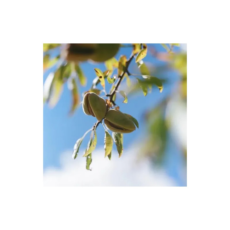 Eco-recarga Aceite De Ducha Almendra 500ml