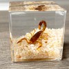 Real Insect in Resin Specimen,Scorpions specimens,Interesting Desert Scorpions Micro-Landscape,Insect Taxidermy