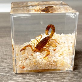 Real Insect in Resin Specimen,Scorpions specimens,Interesting Desert Scorpions Micro-Landscape,Insect Taxidermy Crafts Collection Paperweight(Desert Scorpions)