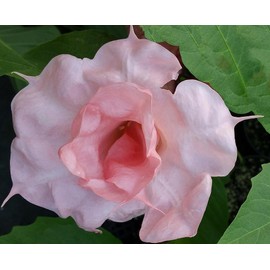 Lizzy Brugmansia Angels Trumpet Live Tropical Plant Double Pink Fragrant Flower 4 Inch Starter Pot Emeralds TM