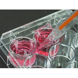 ThinCert, TC Insert for 6W Plate, PET, 8.0uM Pore Size, 0.15x106 per sqcm Pore Density